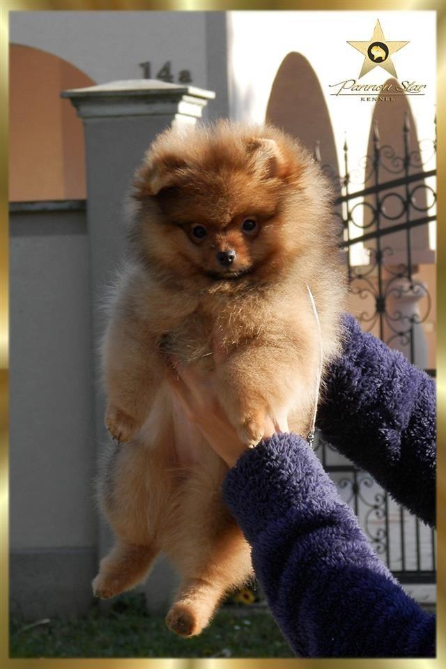Pomeranski-spic-