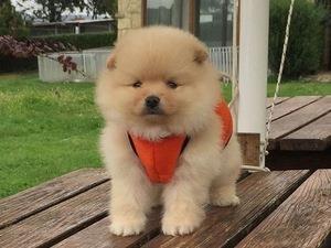 Pomeranski-spic--BOO--