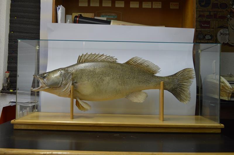 Prepariranog-smudja-11kg