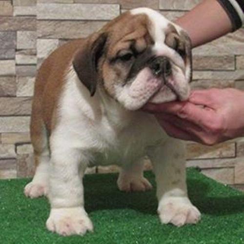 Engleski buldog prelepa stenad 