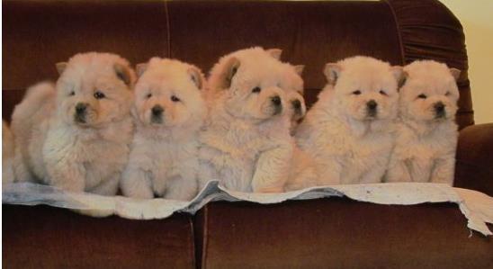 Chow Chow stenci