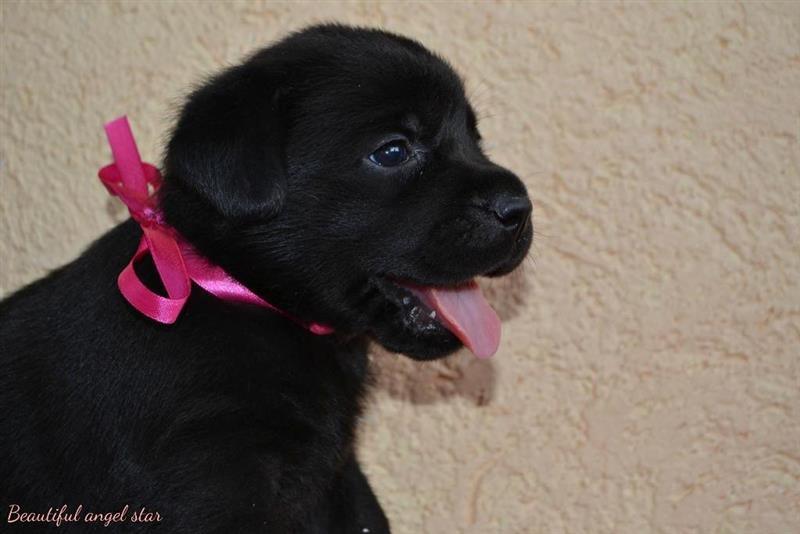 Labrador-Retriver---štenci-