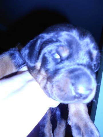 Dobermani