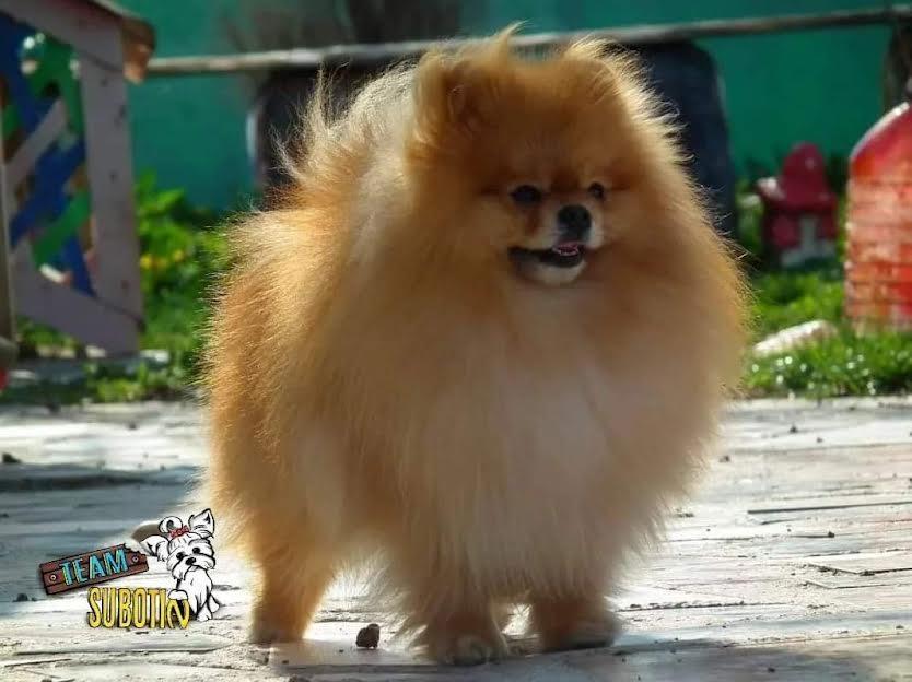 Pomeranac-