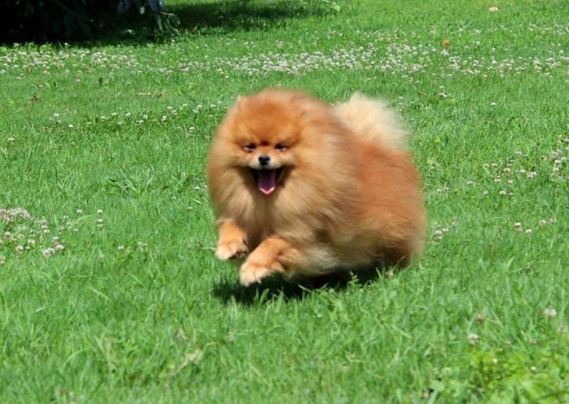 Pomeranac-prelep-mlad-muzjak