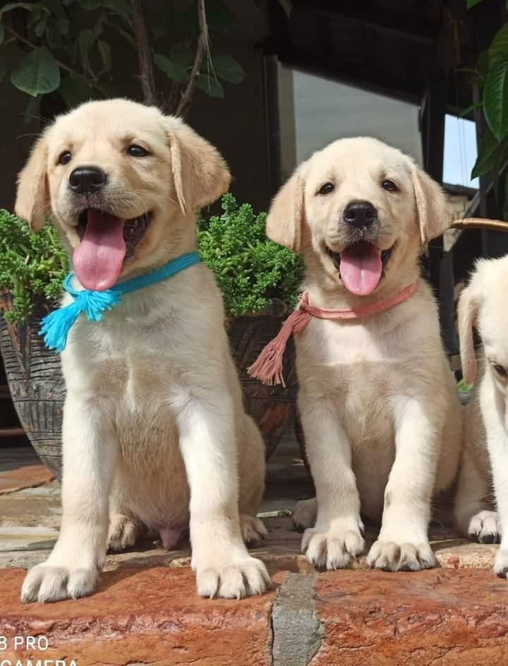 Labrador-retriver-