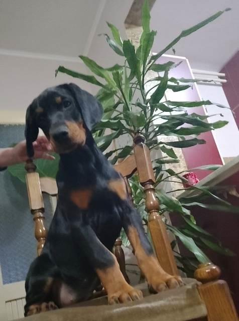 Doberman-štenci