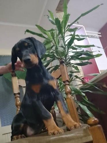 Doberman štenci