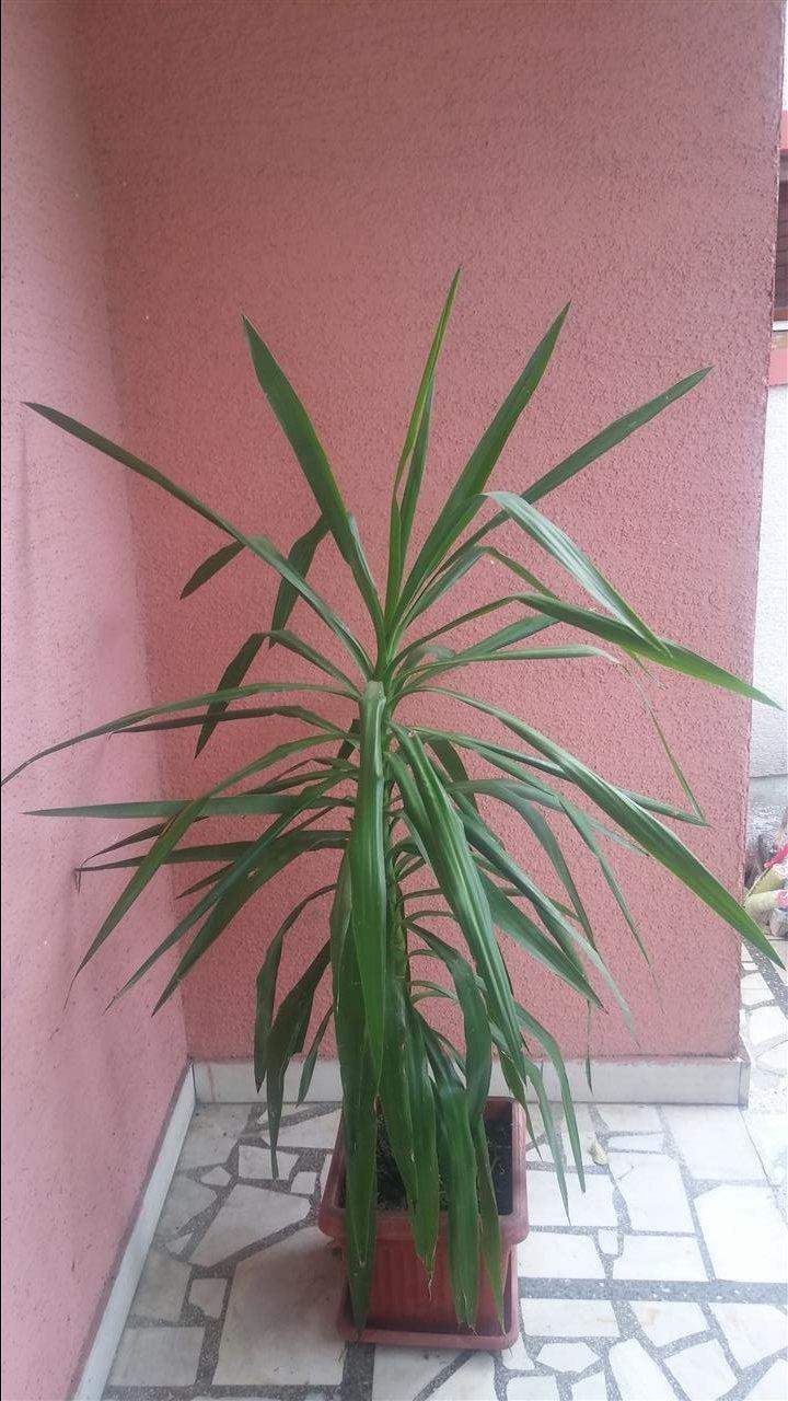 Drvo-zivota--Yucca--