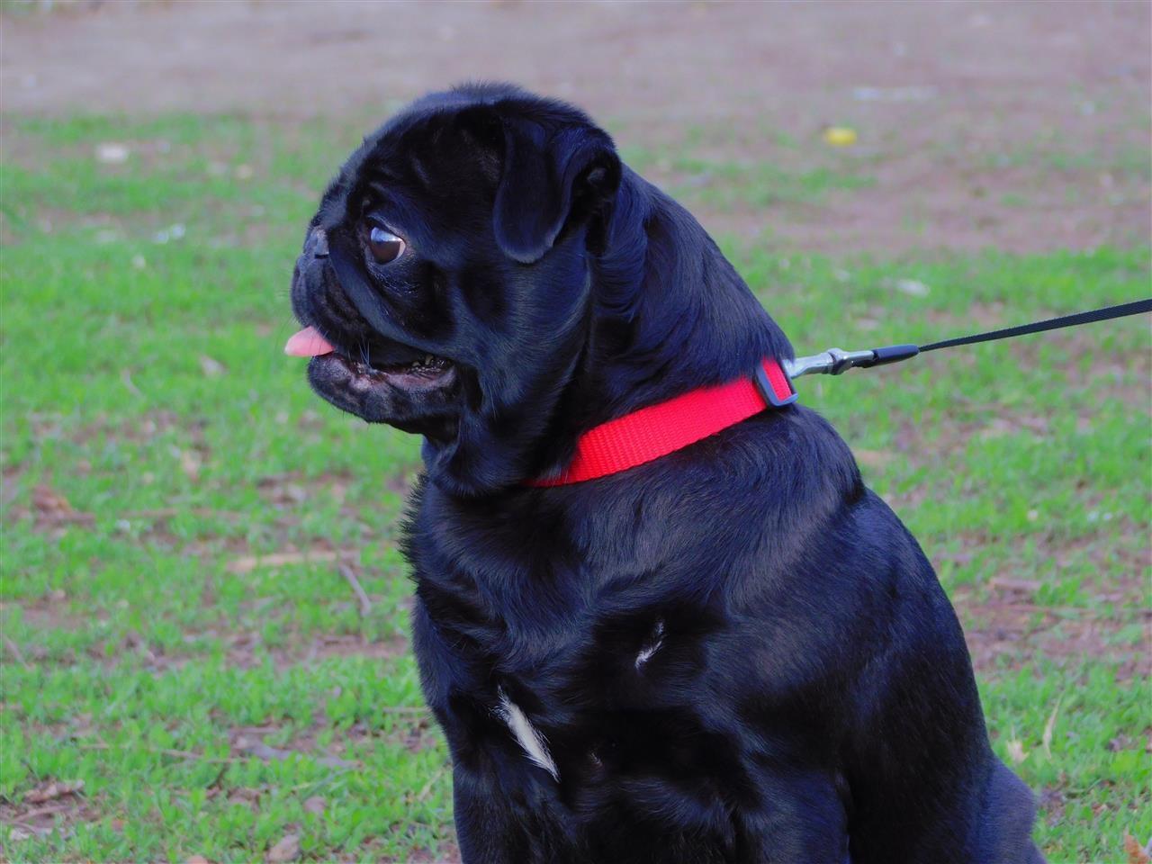 Mops-štenci