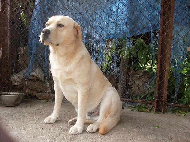 LABRADOR-RETRIVER-