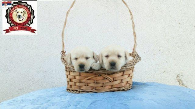 Stenci-LABRADOR-RETRIVERA