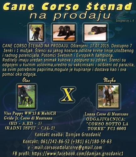 Cane Corso štenad na prodaju