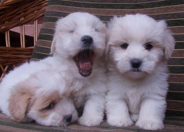 COTON-de-TULEAR---samp--porekla