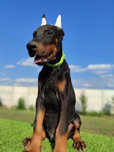 Doberman mužijaci