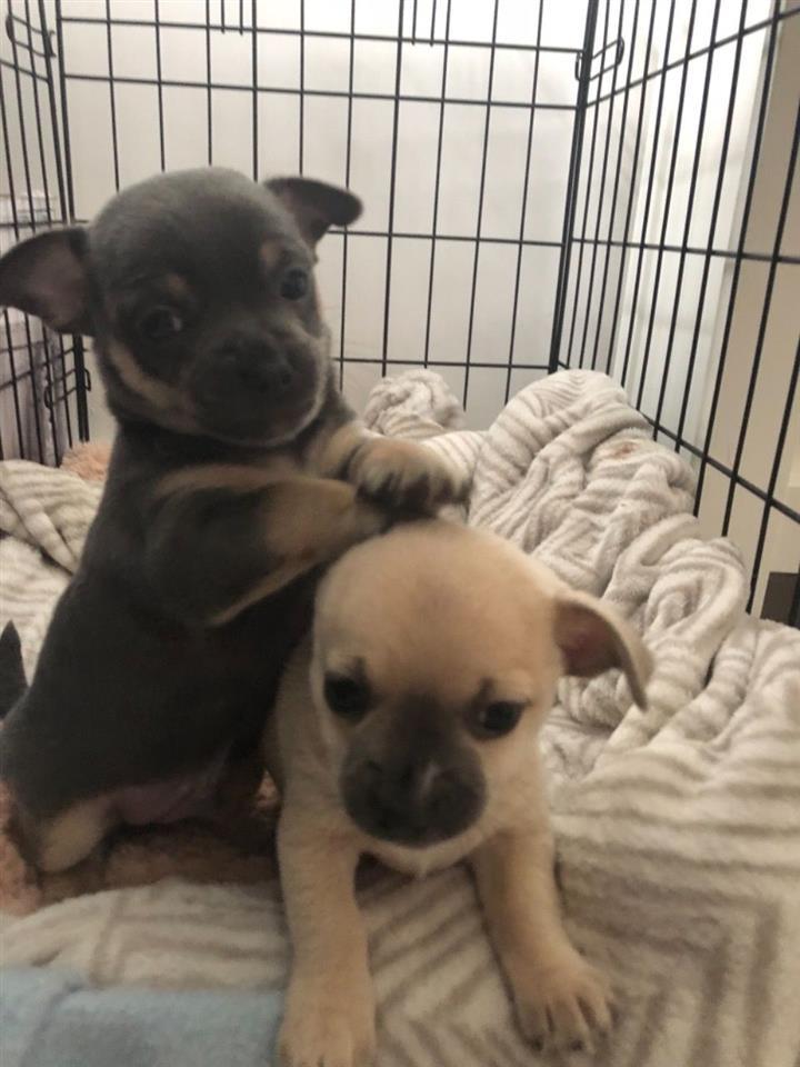 Chihuahua-štenad
