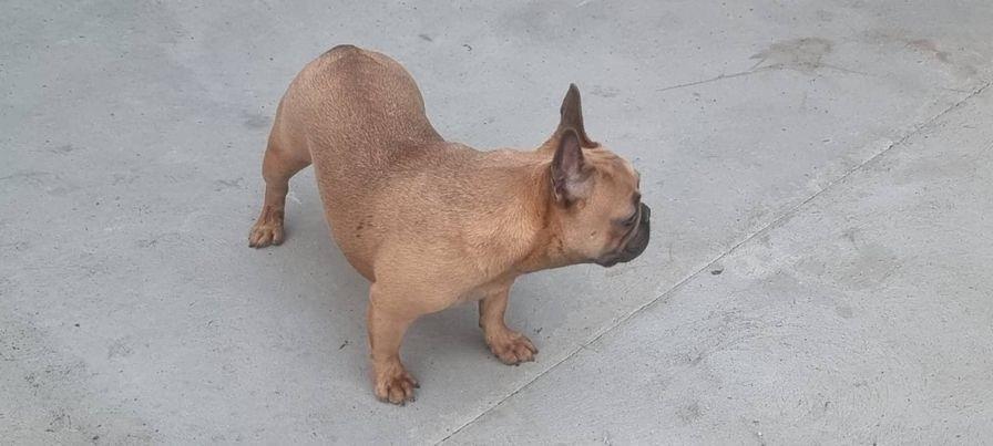 Francuski-buldog--