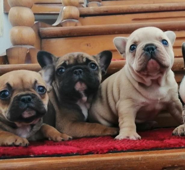 Francuski-buldog-stenad