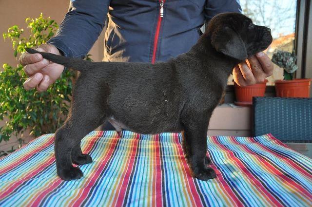 Labrador-Retriver-braon-stenci-