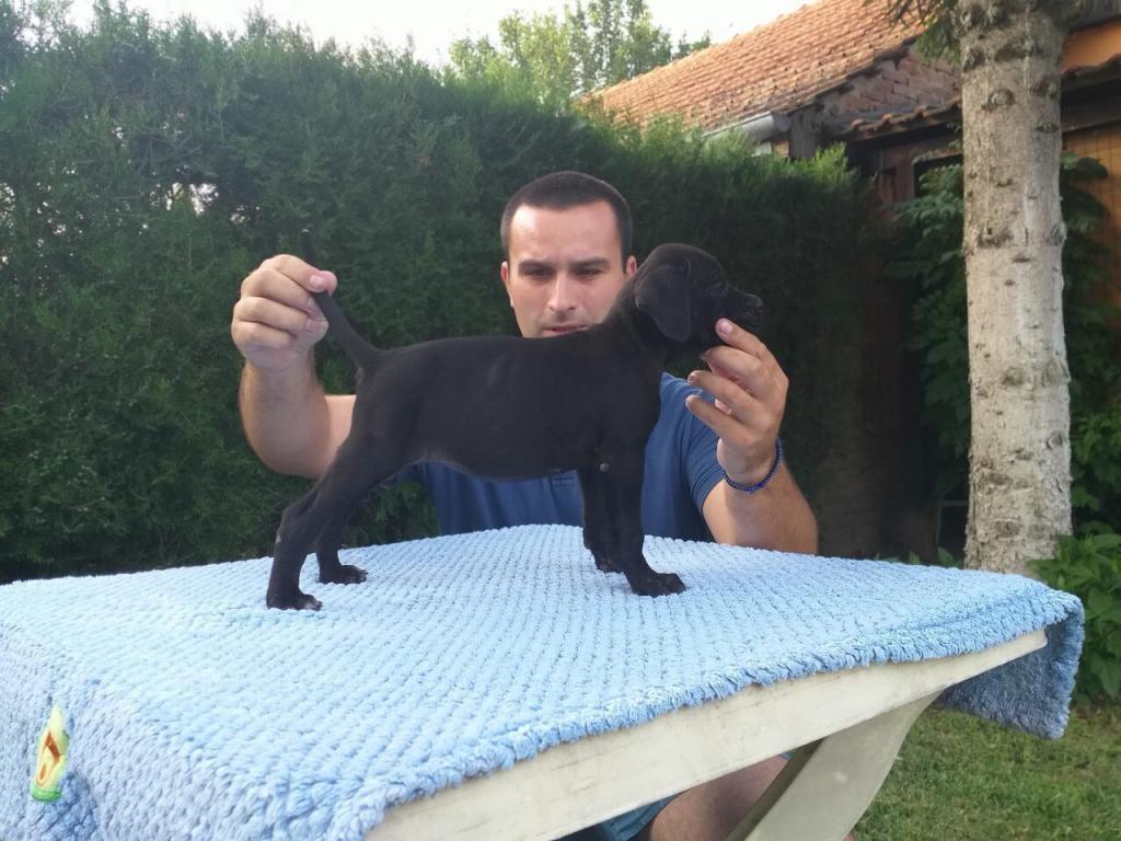 Cane-corso-stenci