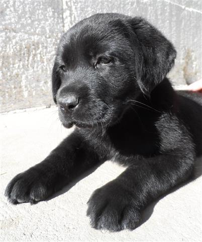 Labrador-retriver
