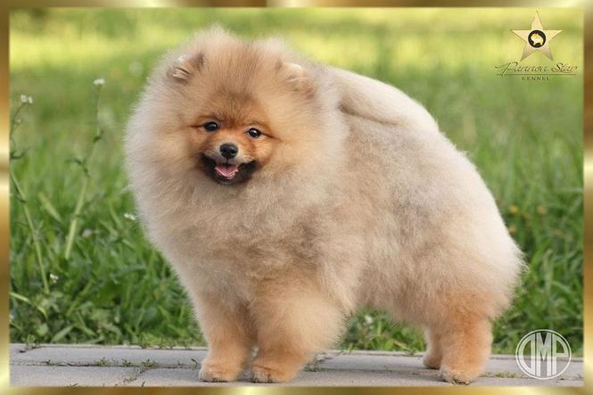 Pomeranski spic