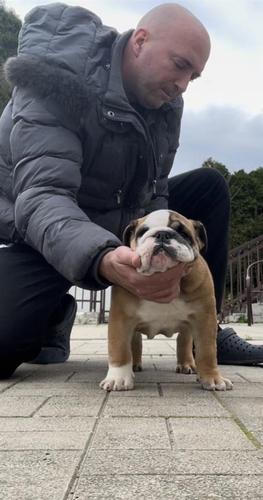 engleski buldog