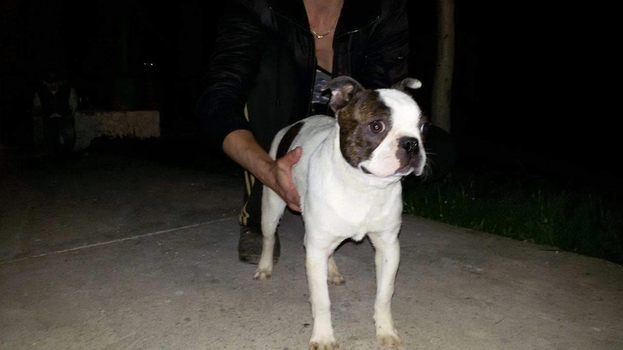 BOSTON-TERRIER-stenad-stari-4-meseca