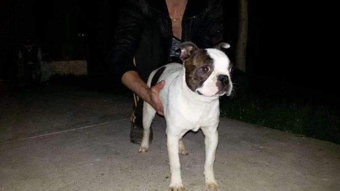 BOSTON TERRIER stenad stari 4 meseca