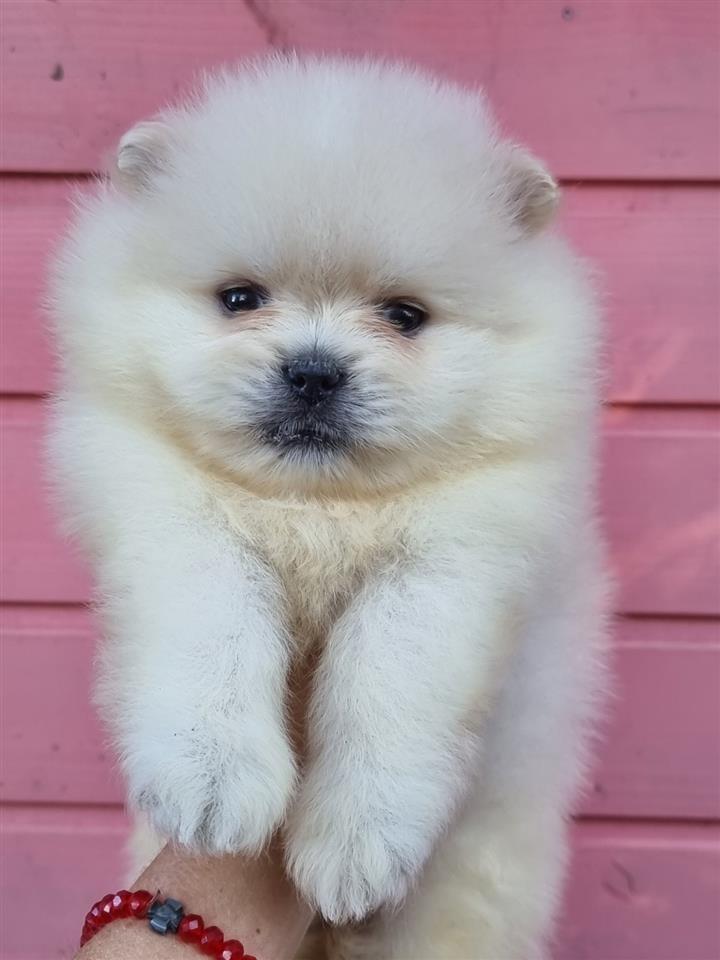 Pomeranac-boo