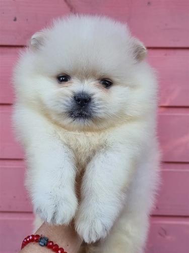Pomeranac boo