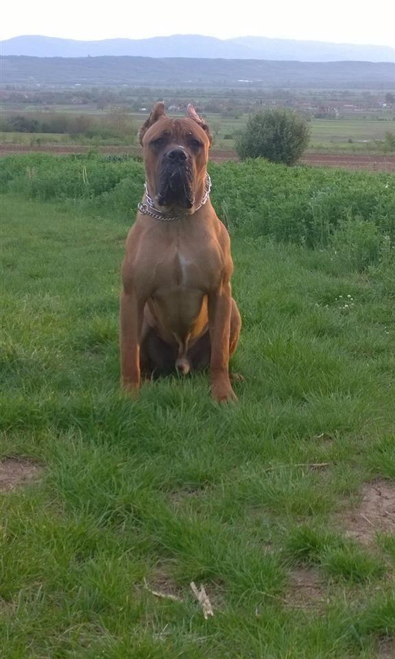 Cane-Corso-štenad-na-prodaju