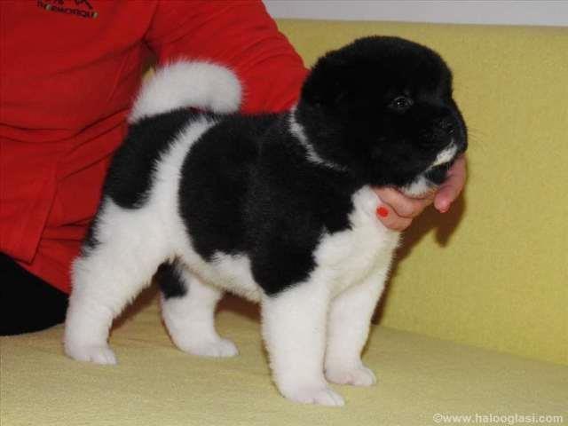 Američka-akita--štenci
