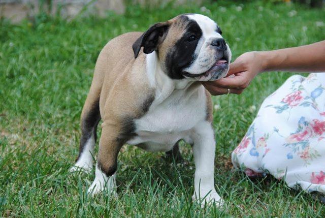 ENGLESKI-BULDOG-štenci-