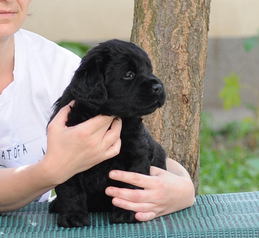 Labrador-retriver-stenci