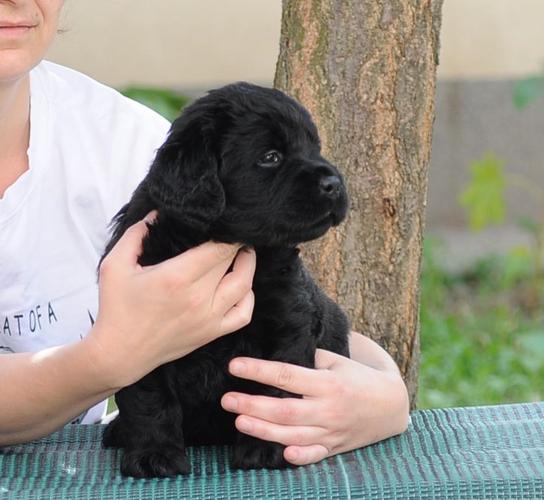 Labrador retriver stenci
