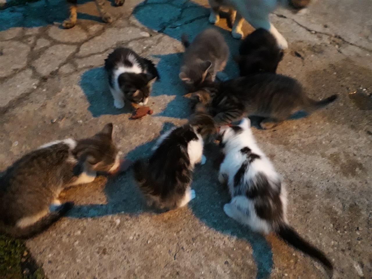 Poklanjam-mačiće