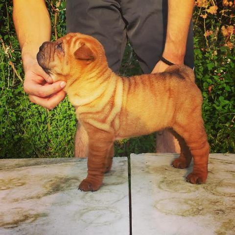 Shar-Pei-stenad