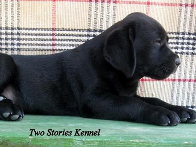 Labrador-Retriver---stenci-sampionskog-porekl