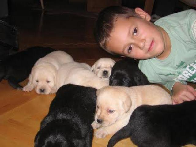 Labrador-Retriver-stenci