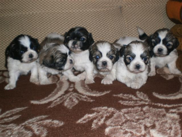 Shih tzu trikolor