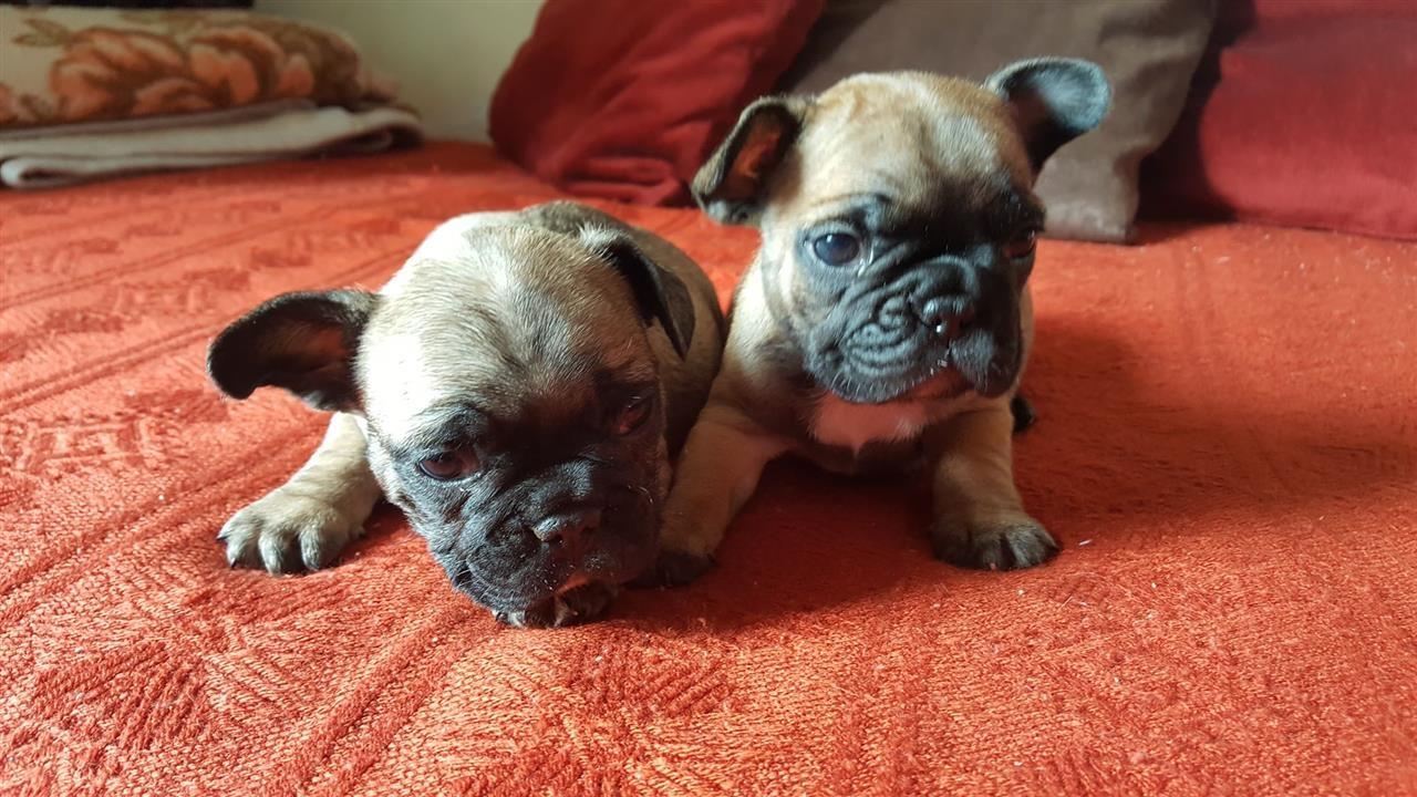 Francuski-buldog-štenci