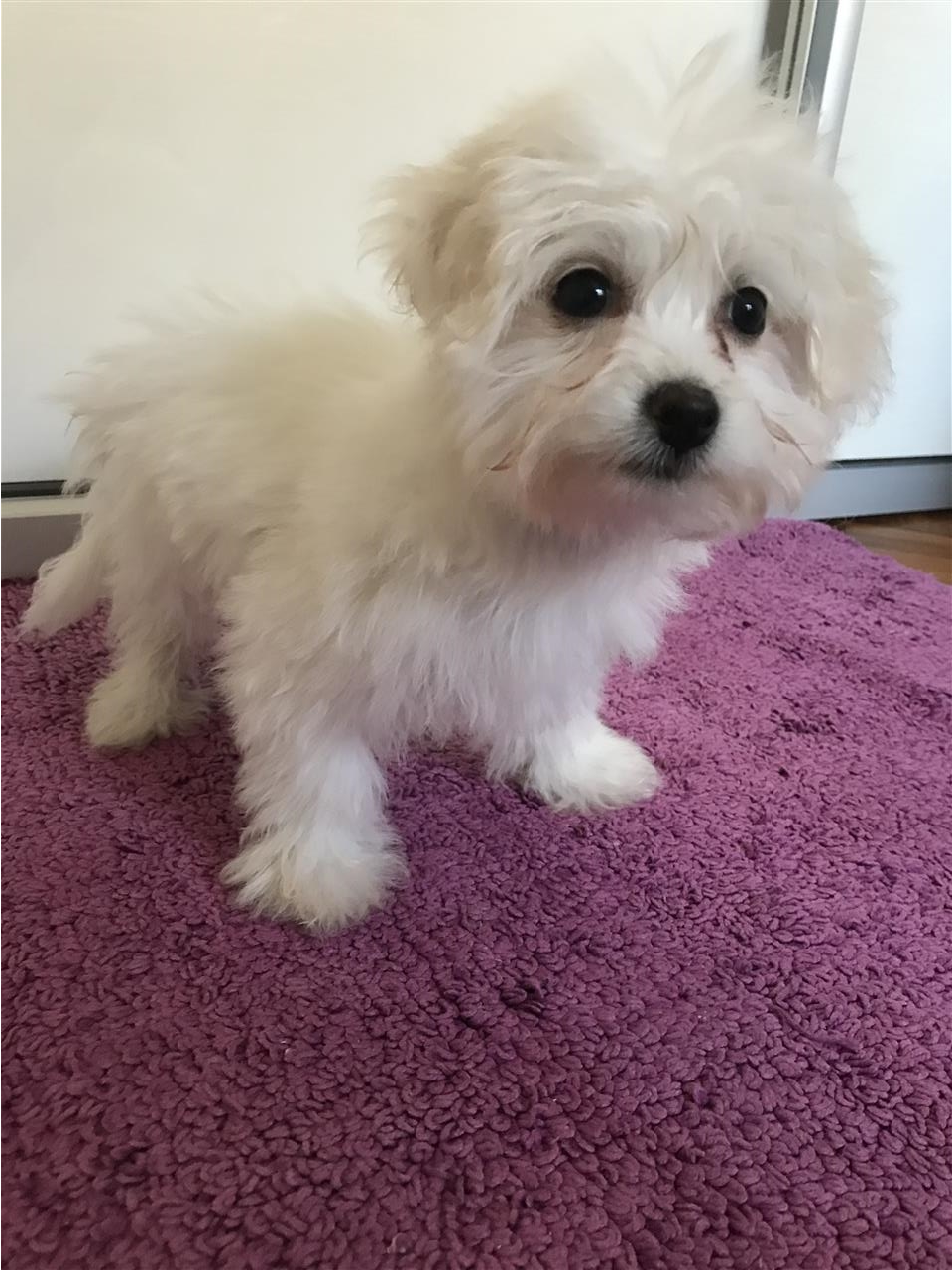 Maltezeri