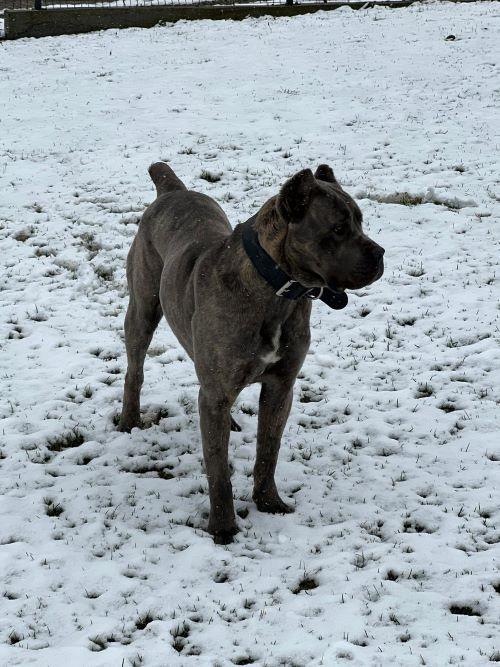 Cane-Corso-štenci