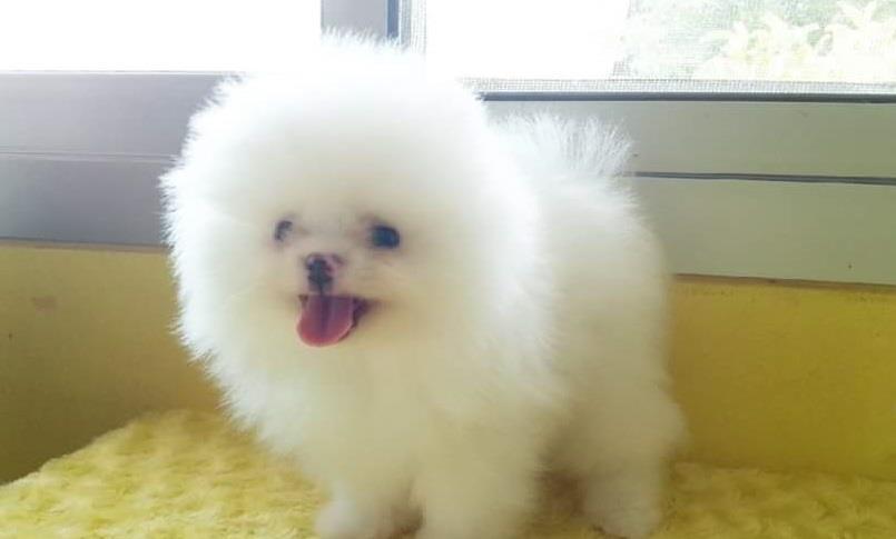Pomeranski-spic