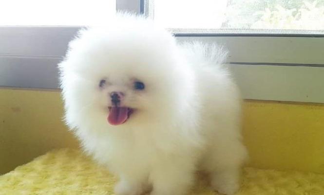 Pomeranski spic