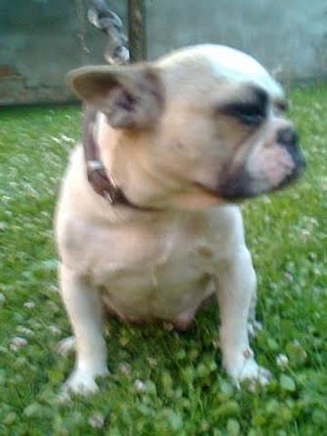 FRANCUSKI-BULDOG