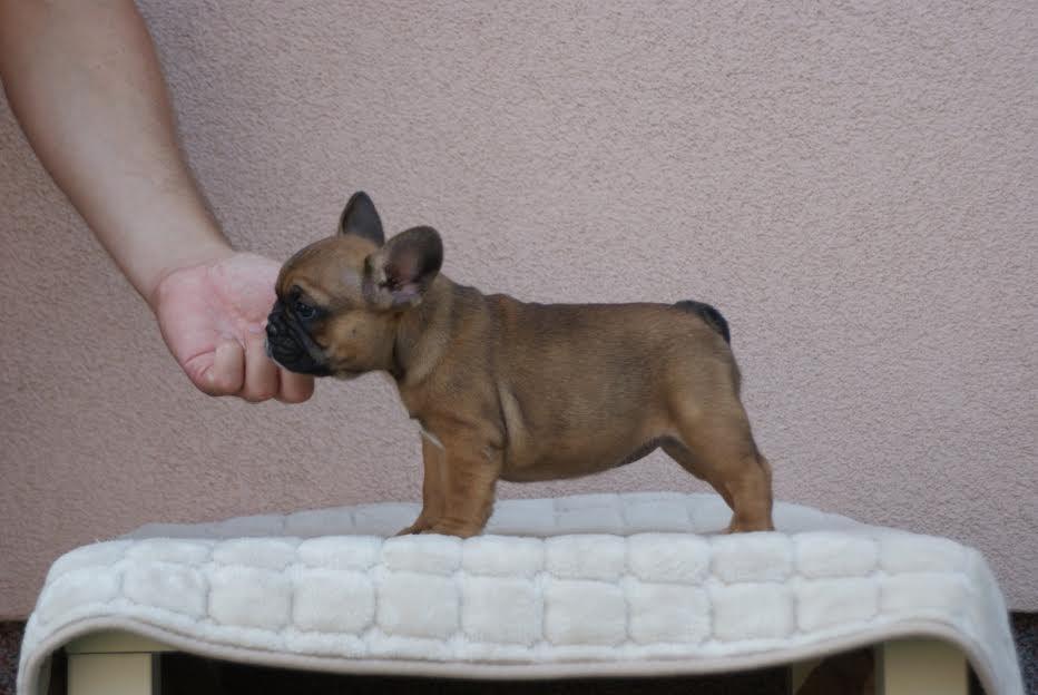 Francuski-buldog--štenci-