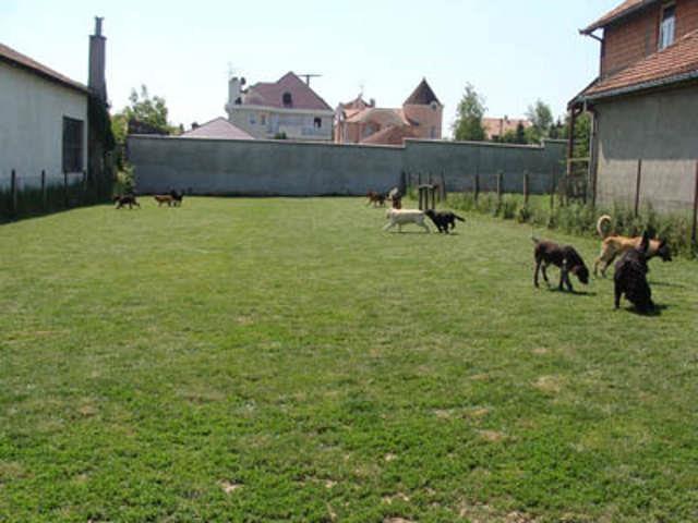 Centar-za-pse-Balkanika--Novi-Beograd