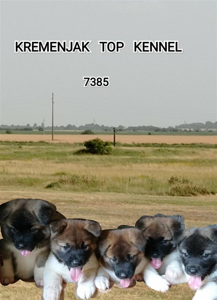 Američka-Akita-štenci